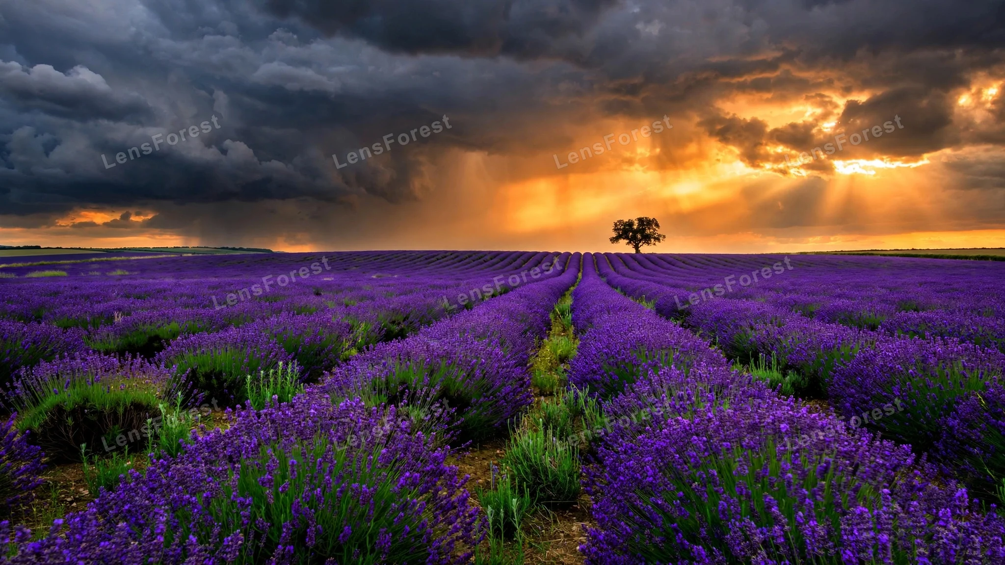 Endless rows of vivid purple lavender under a dramatic sunset sky with dark storm clouds, golden-orange light and a lone tree on the horizon