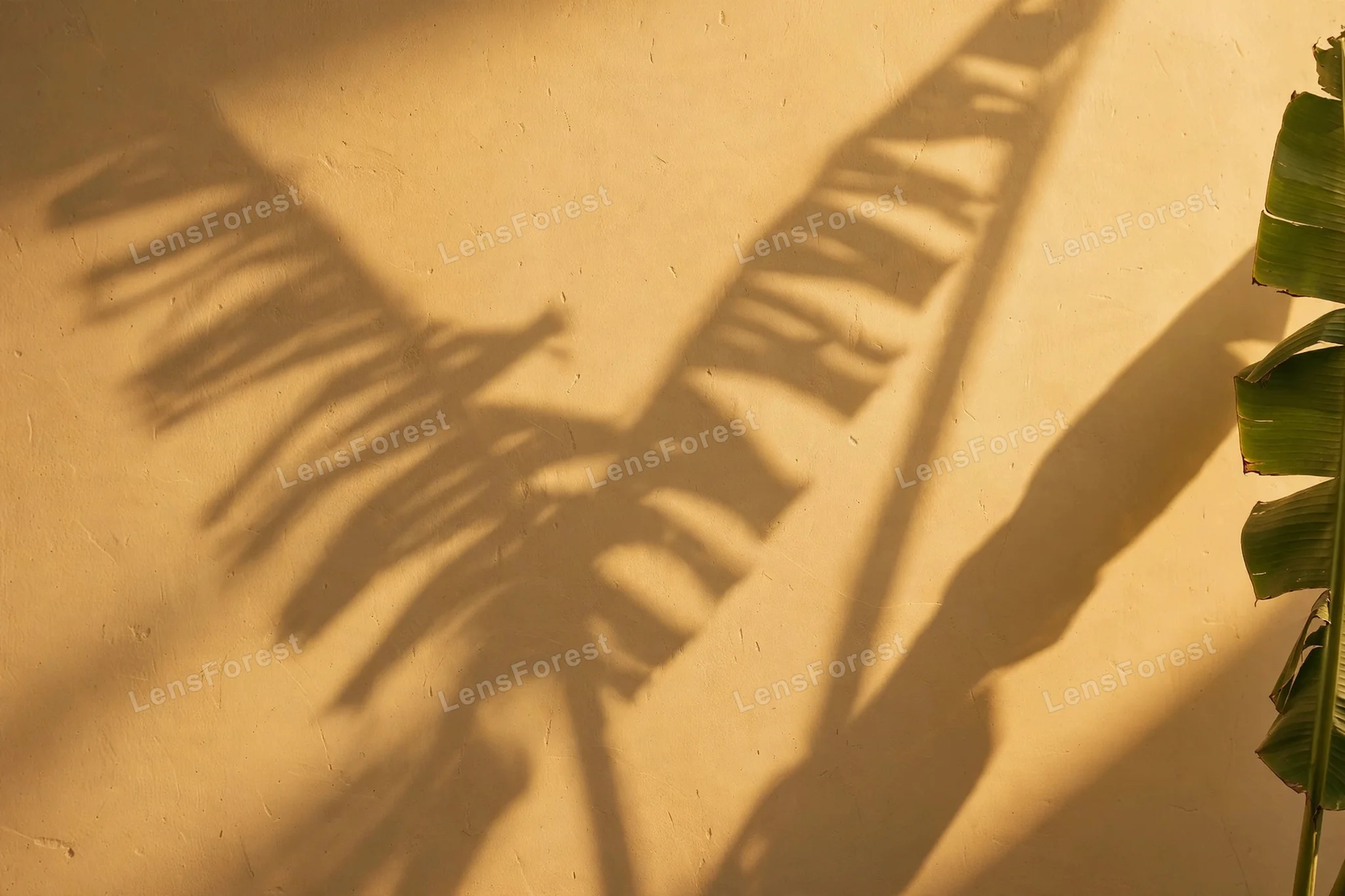 Soft shadows of banana leaves cast across a plain sunlit wall, a minimal tropical background with gentle light
